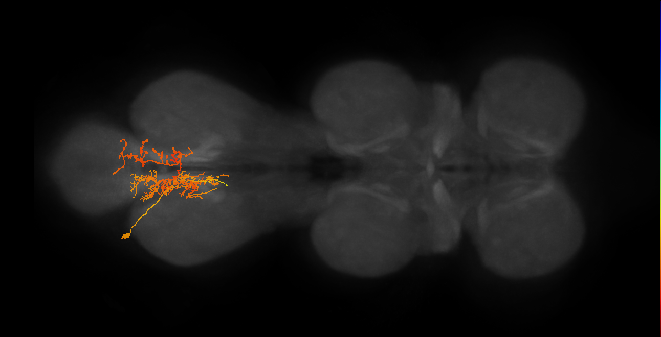 IN06A063_L (MaleCNS:804793)