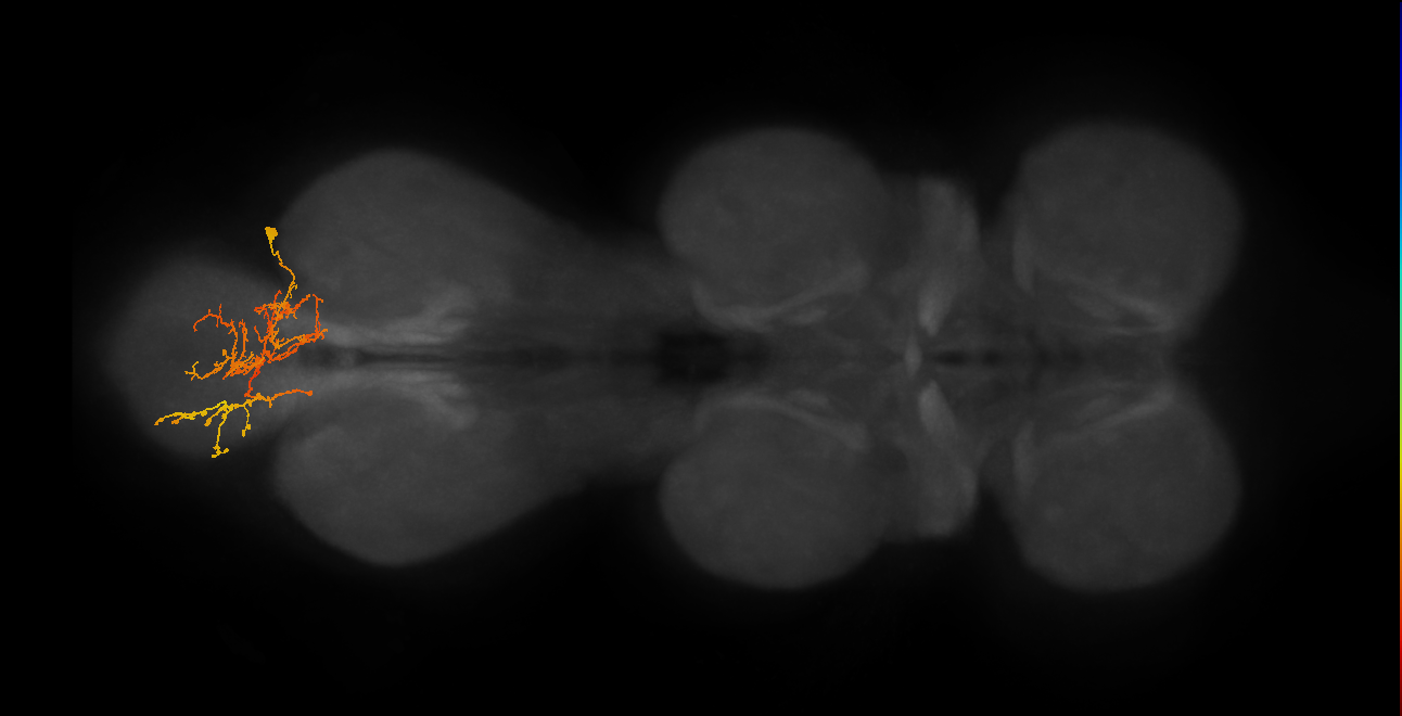 IN06A063_R (MaleCNS:955814)