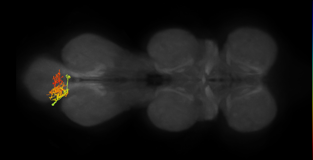 IN06A066_L (MaleCNS:805882)