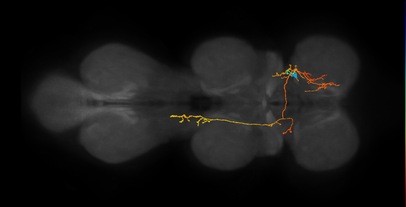 IN06A067_a_R (MaleCNS:806705)