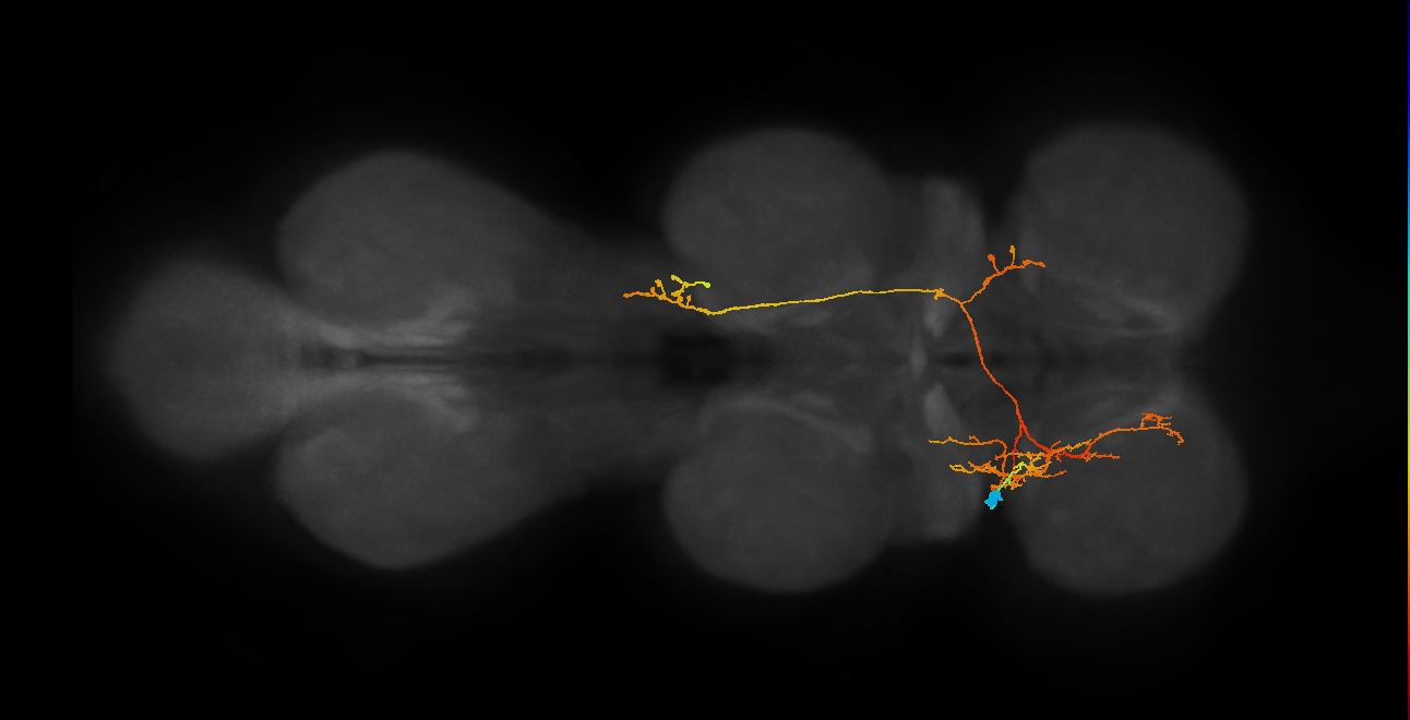IN06A067_d_L (MaleCNS:818590)