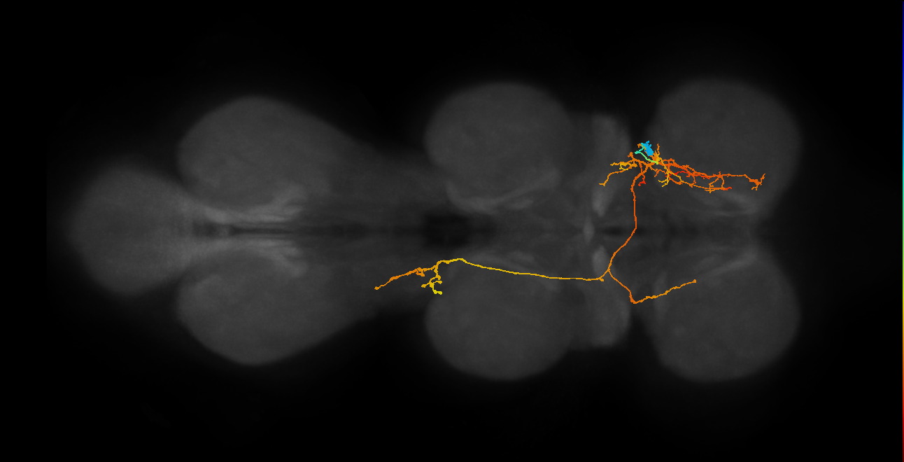 IN06A067_d_R (MaleCNS:810212)