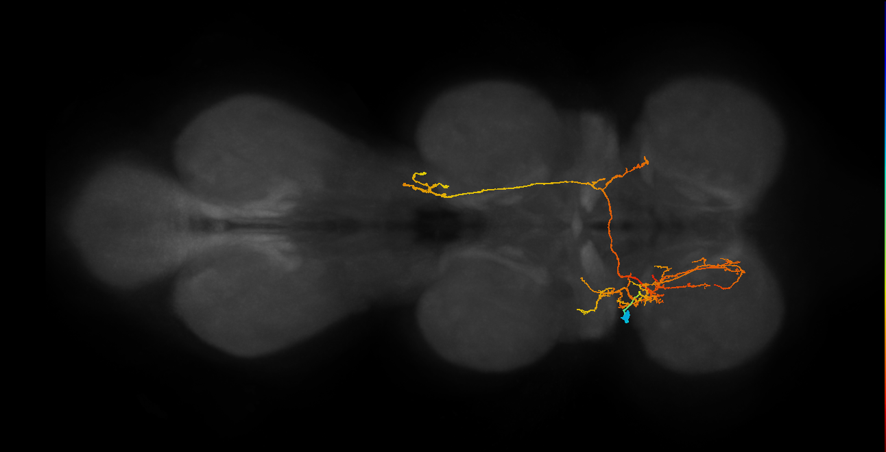 IN06A067_e_L (MaleCNS:808370)