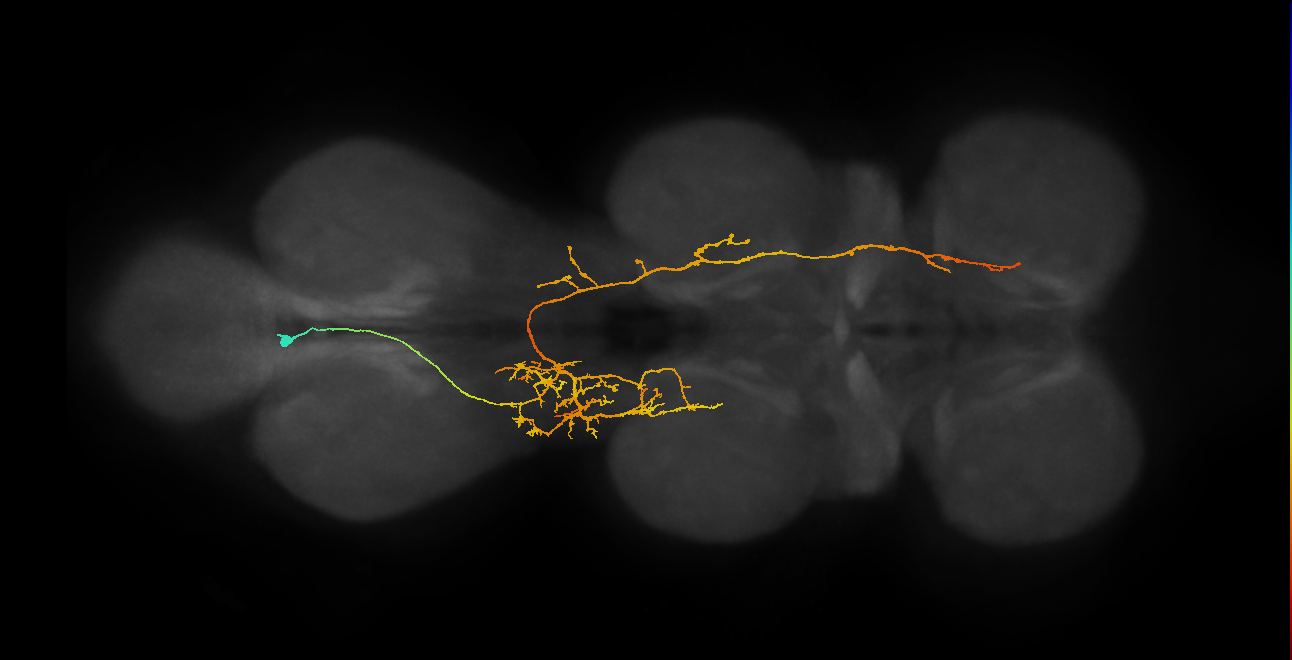 IN06A069