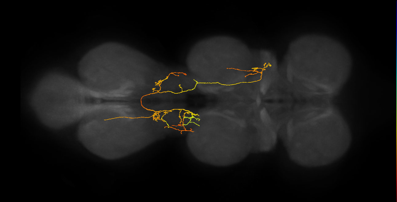 IN06A072_L (MaleCNS:815641)