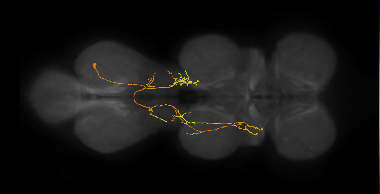 IN06A072_R (MaleCNS:811358)