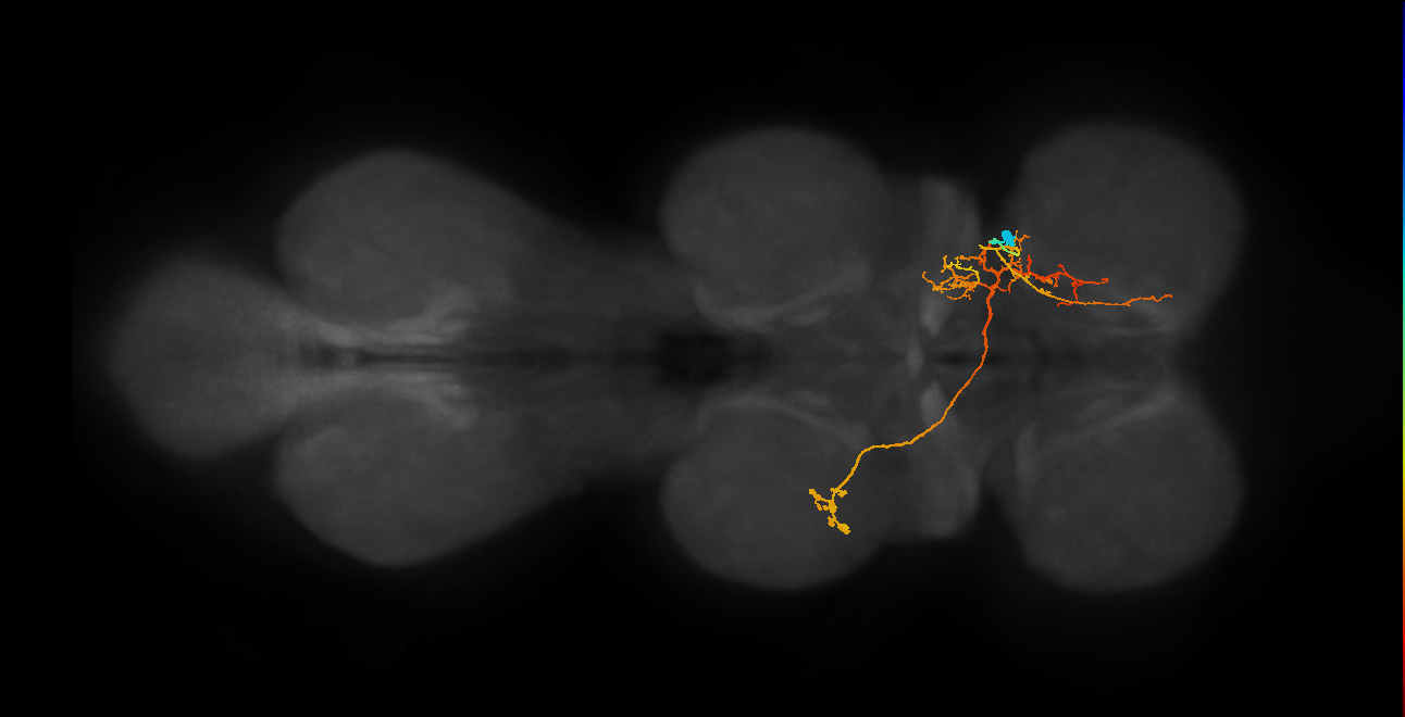 IN06A075_R (MaleCNS:817355)