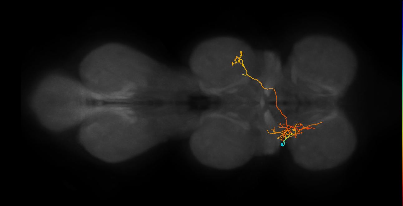 IN06A075_L (MaleCNS:801520)