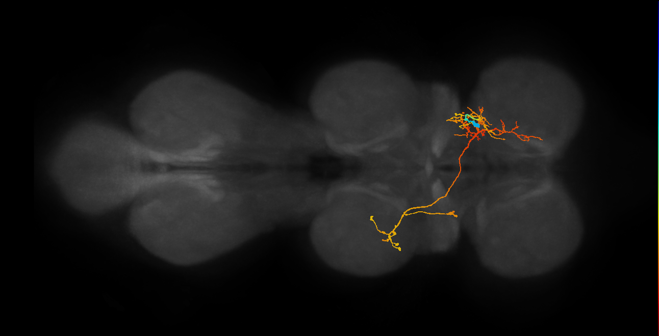 IN06A075_R (MaleCNS:820457)