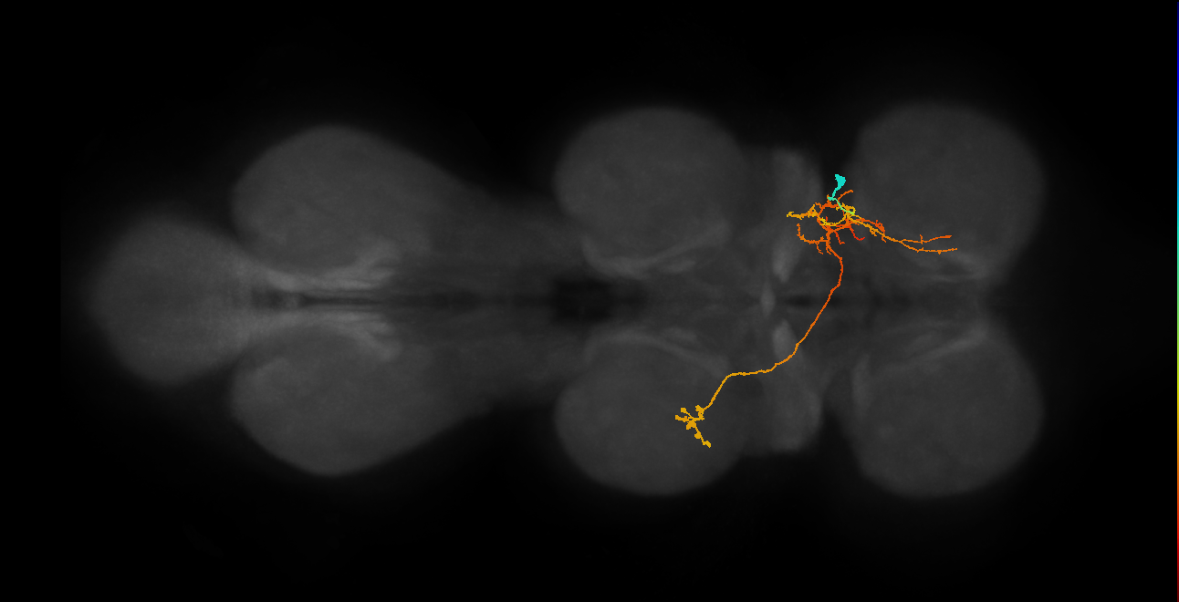IN06A075_R (MaleCNS:818252)