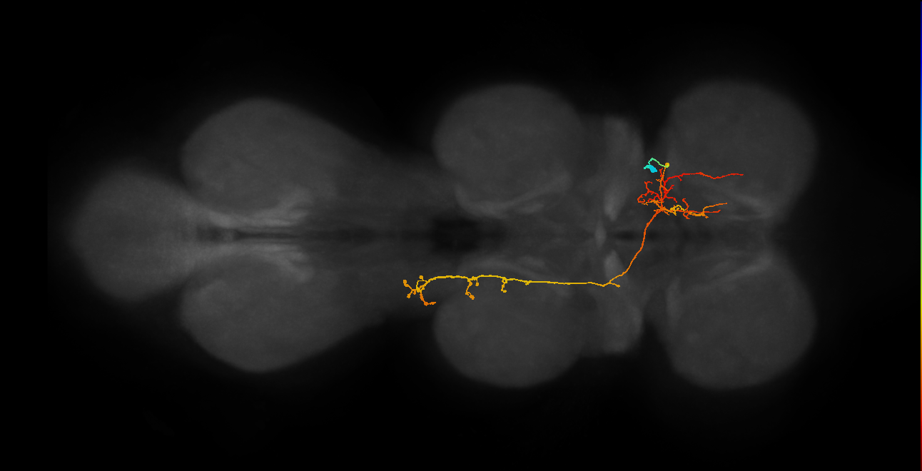 IN06A082_R (MaleCNS:814480)
