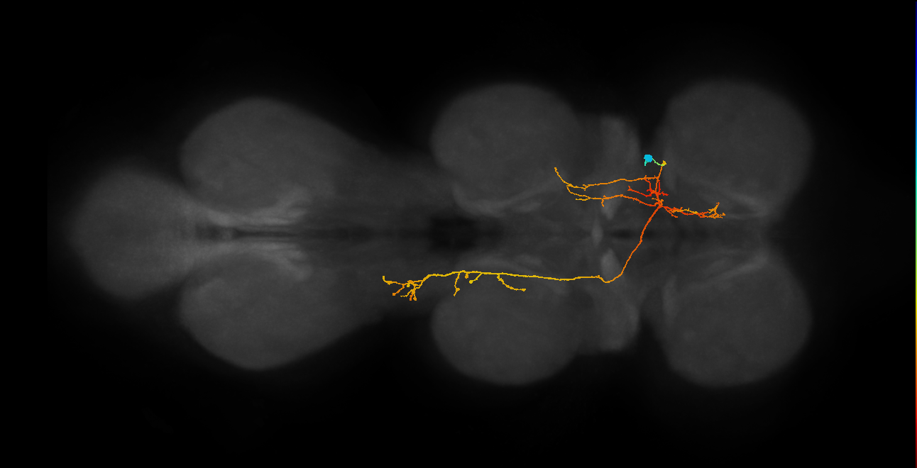 IN06A082_R (MaleCNS:813238)