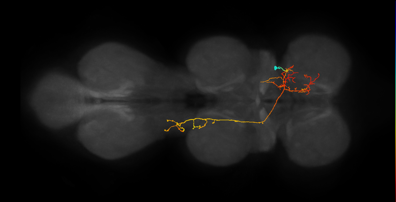 IN06A082_R (MaleCNS:813791)