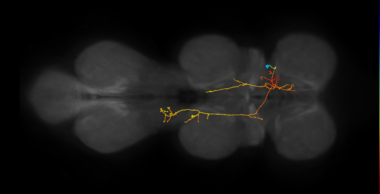 IN06A082_R (MaleCNS:821001)