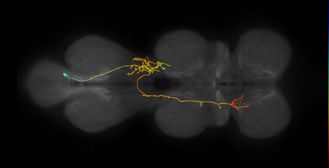 IN06A083_R (MaleCNS:809384)