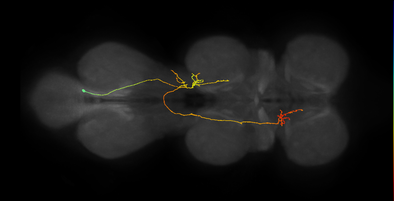 IN06A083_R (MaleCNS:813463)