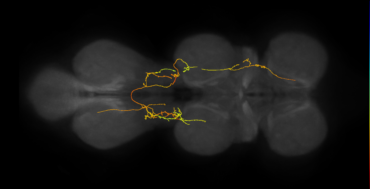 IN06A099_L (MaleCNS:910012)