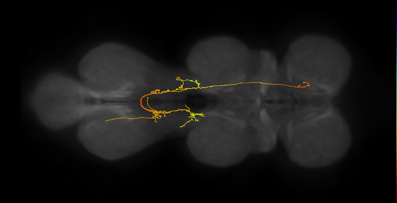 IN06A104_L (MaleCNS:812508)