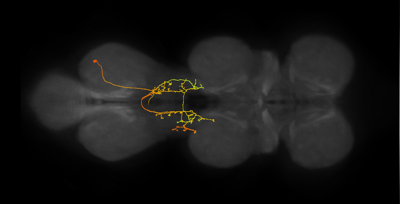 IN06A104_R (MaleCNS:812634)