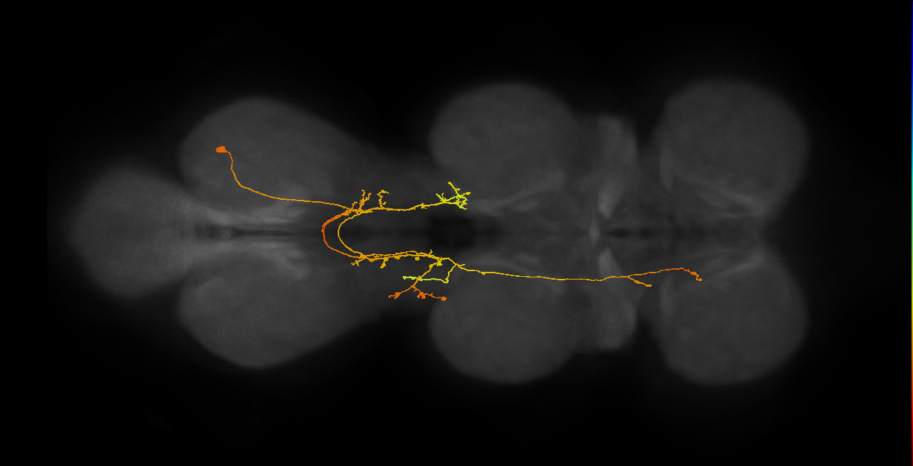 IN06A104_R (MaleCNS:814158)