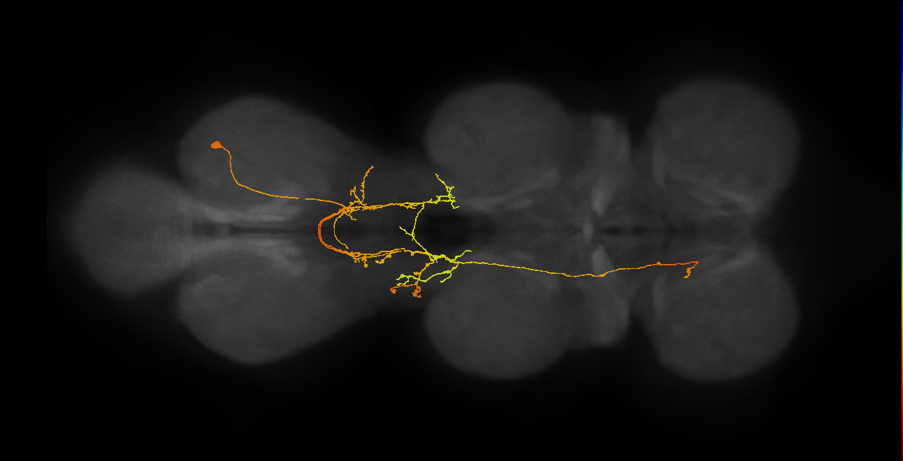 IN06A104_R (MaleCNS:814819)