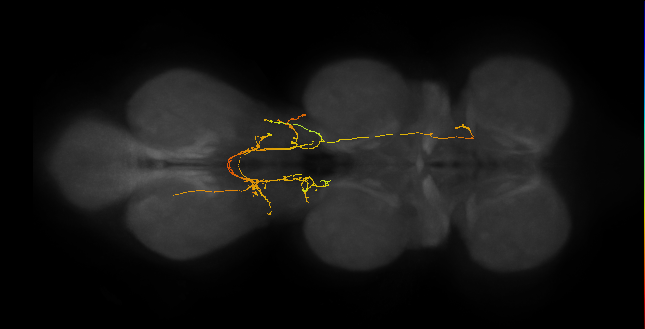 IN06A104_L (MaleCNS:837346)