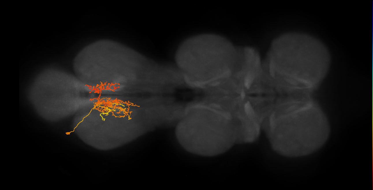 IN06A109_L (MaleCNS:805070)