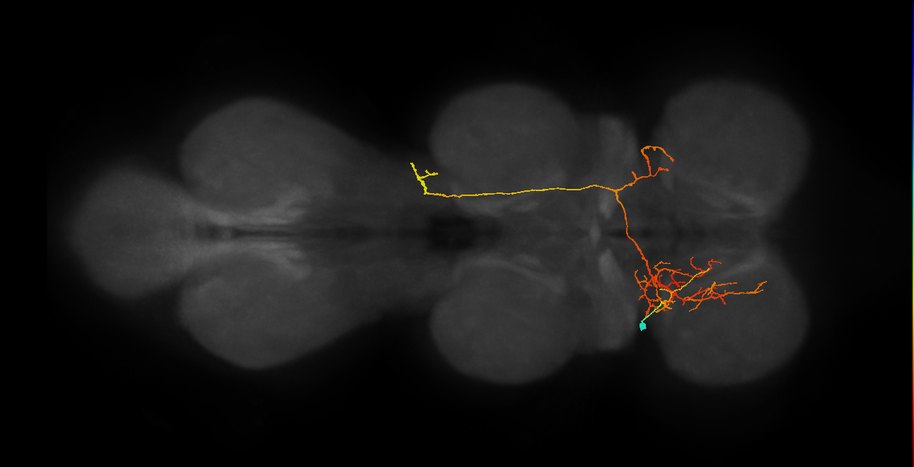 IN06A113_L (MaleCNS:811207)