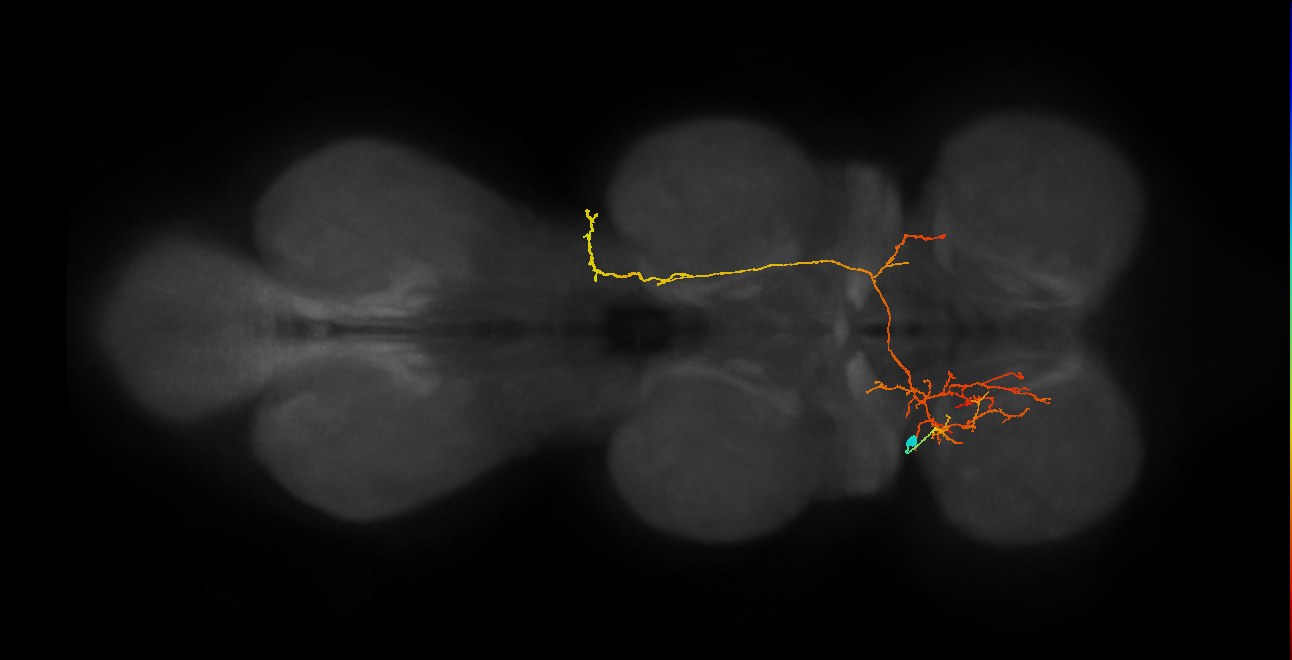 IN06A113_L (MaleCNS:913077)