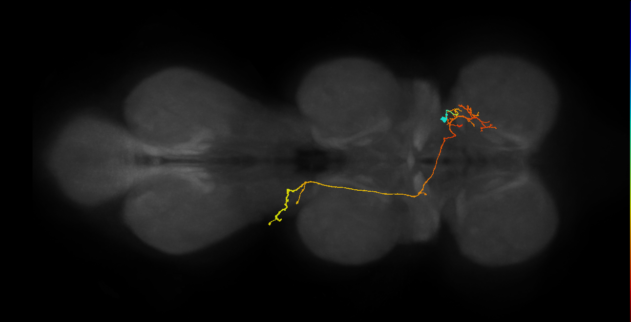 IN06A113_R (MaleCNS:816749)