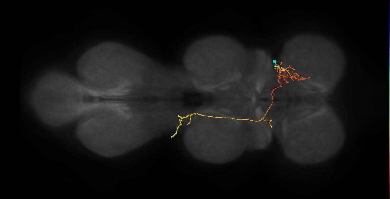 IN06A113_R (MaleCNS:818463)