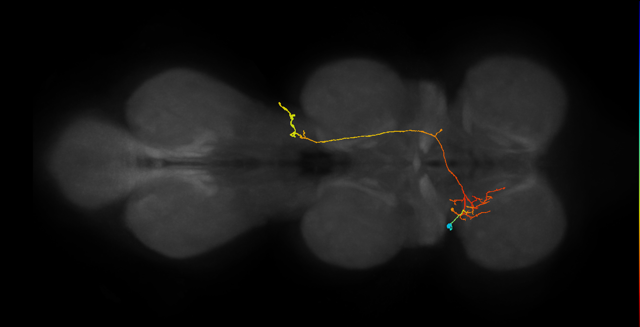 IN06A113_L (MaleCNS:816506)