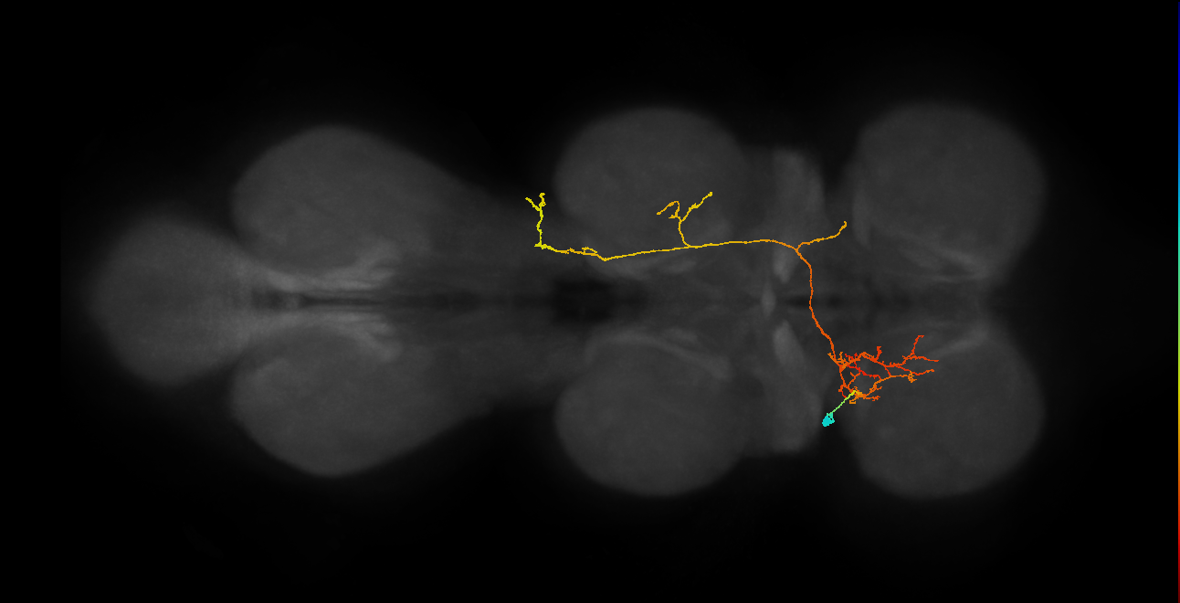 IN06A113_L (MaleCNS:815399)