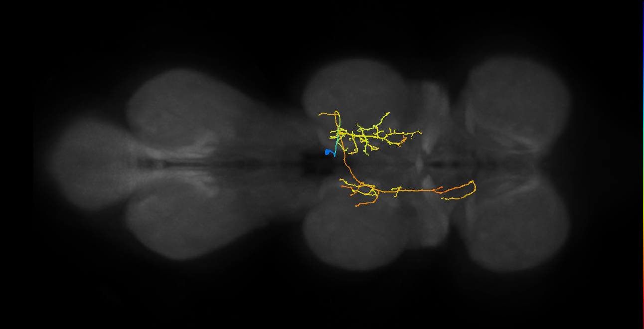 IN06A116_R (MaleCNS:815924)