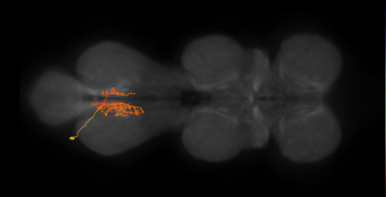 IN06A117_L (MaleCNS:808492)