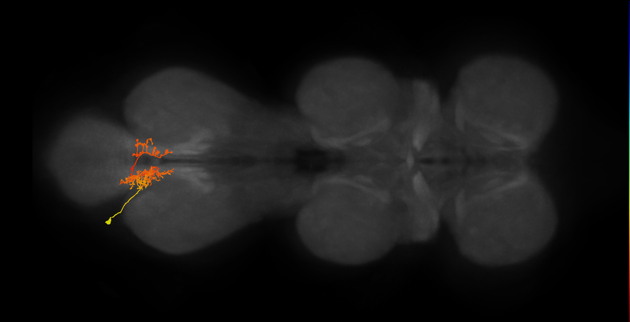 IN06A117_L (MaleCNS:809576)