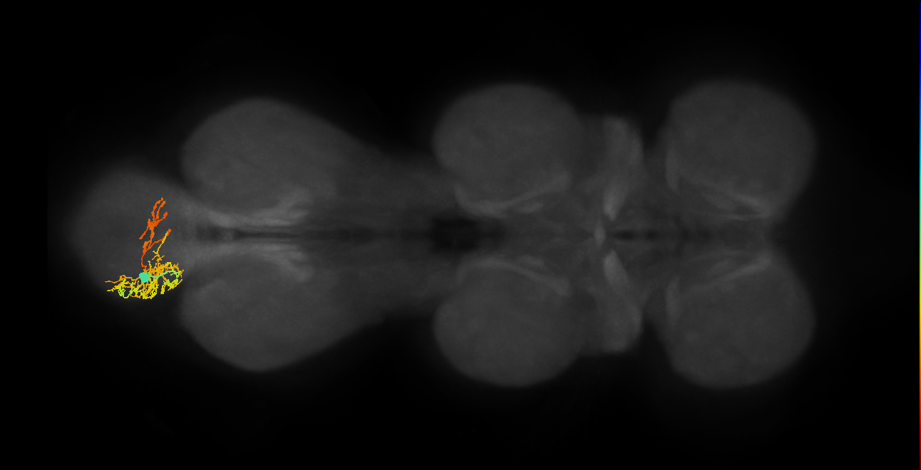 IN06A117_L (MaleCNS:810355)