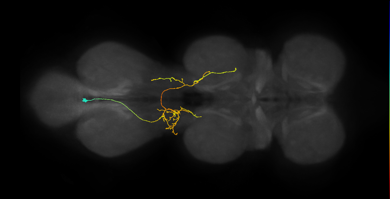 IN06A124_L (MaleCNS:813271)