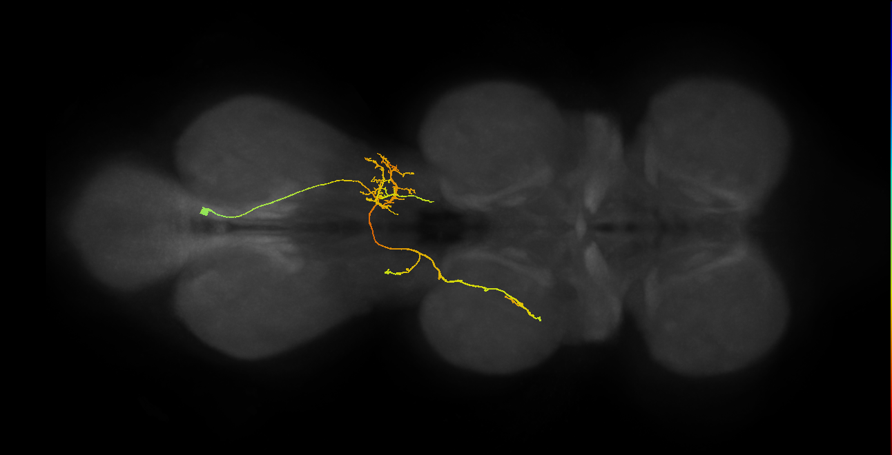 IN06A126,IN06A137_R (MaleCNS:813841)