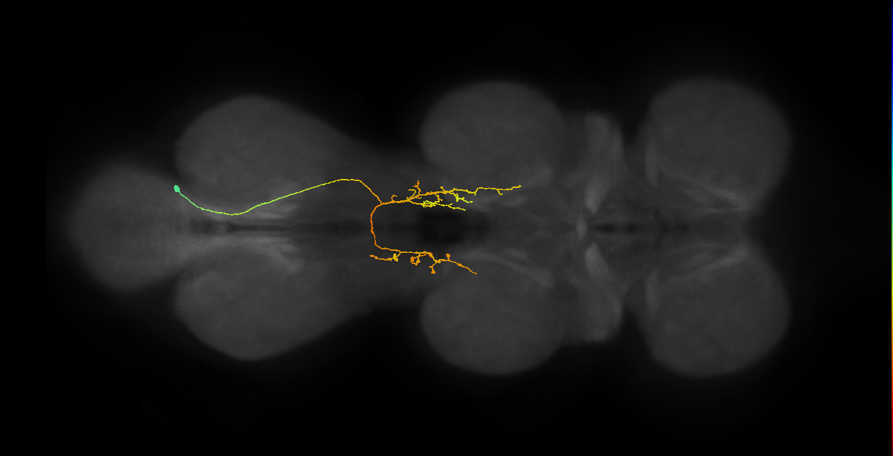 IN06A138_R (MaleCNS:816472)