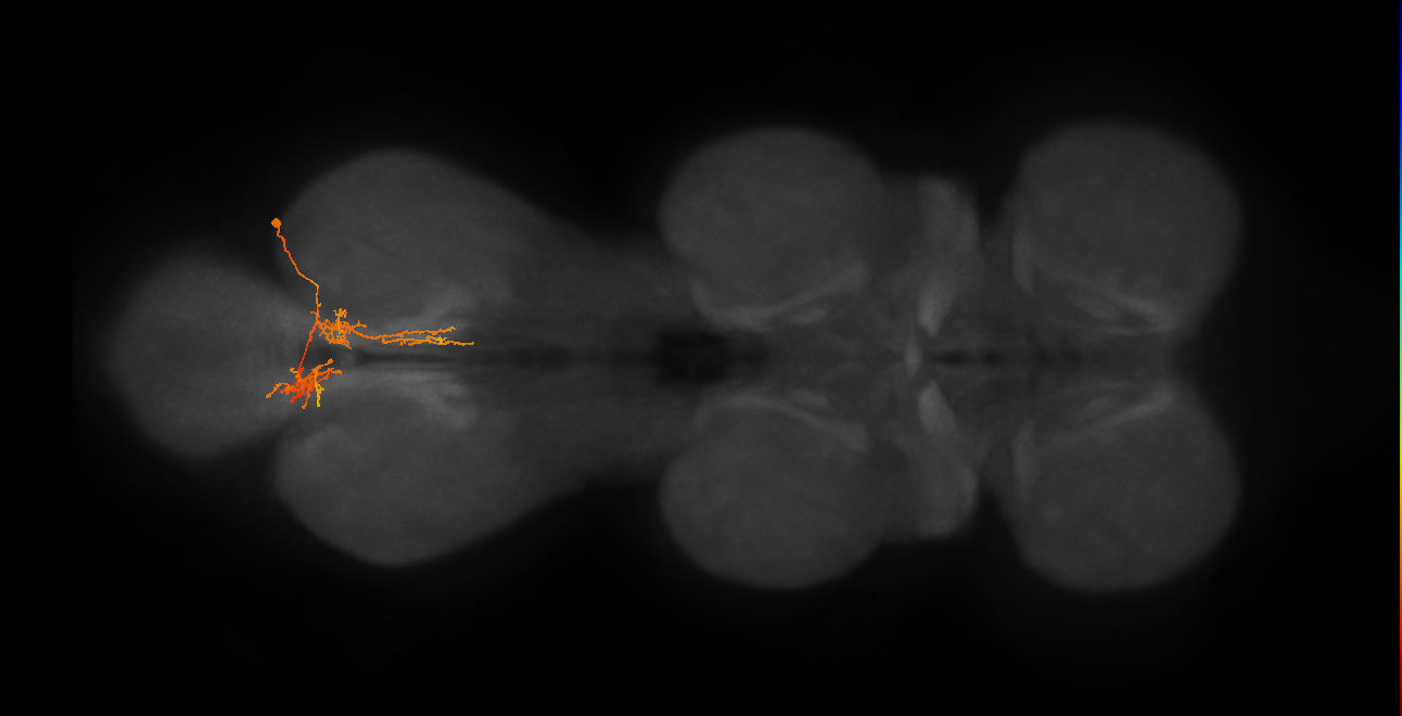 IN06A139_R (MaleCNS:814435)