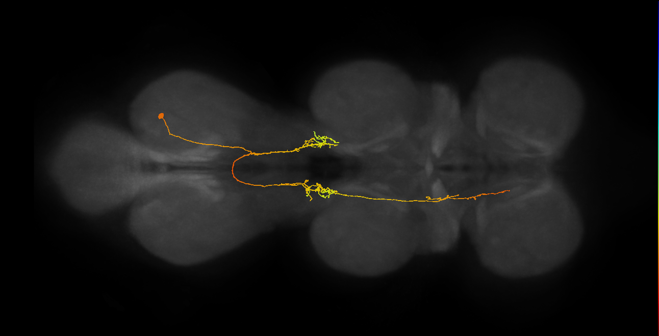 IN06A140_R (MaleCNS:806517)