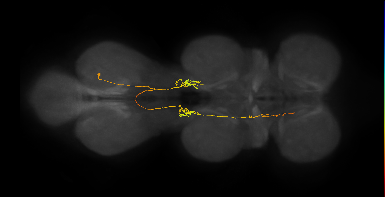 IN06A140_R (MaleCNS:815692)