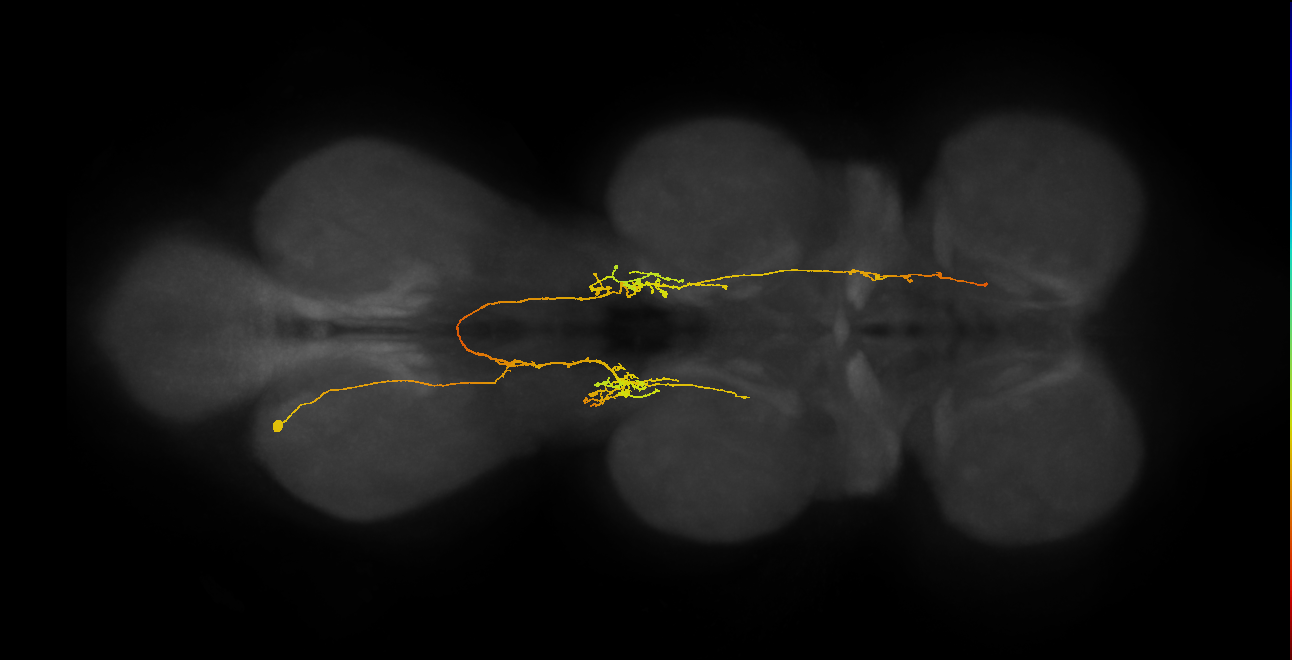 IN06A140_L (MaleCNS:909419)