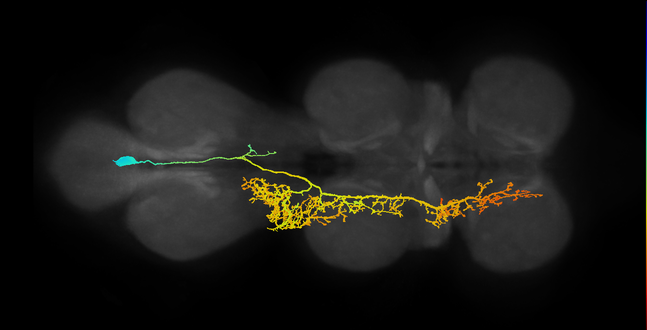lineage NB5-2 primary interneuron