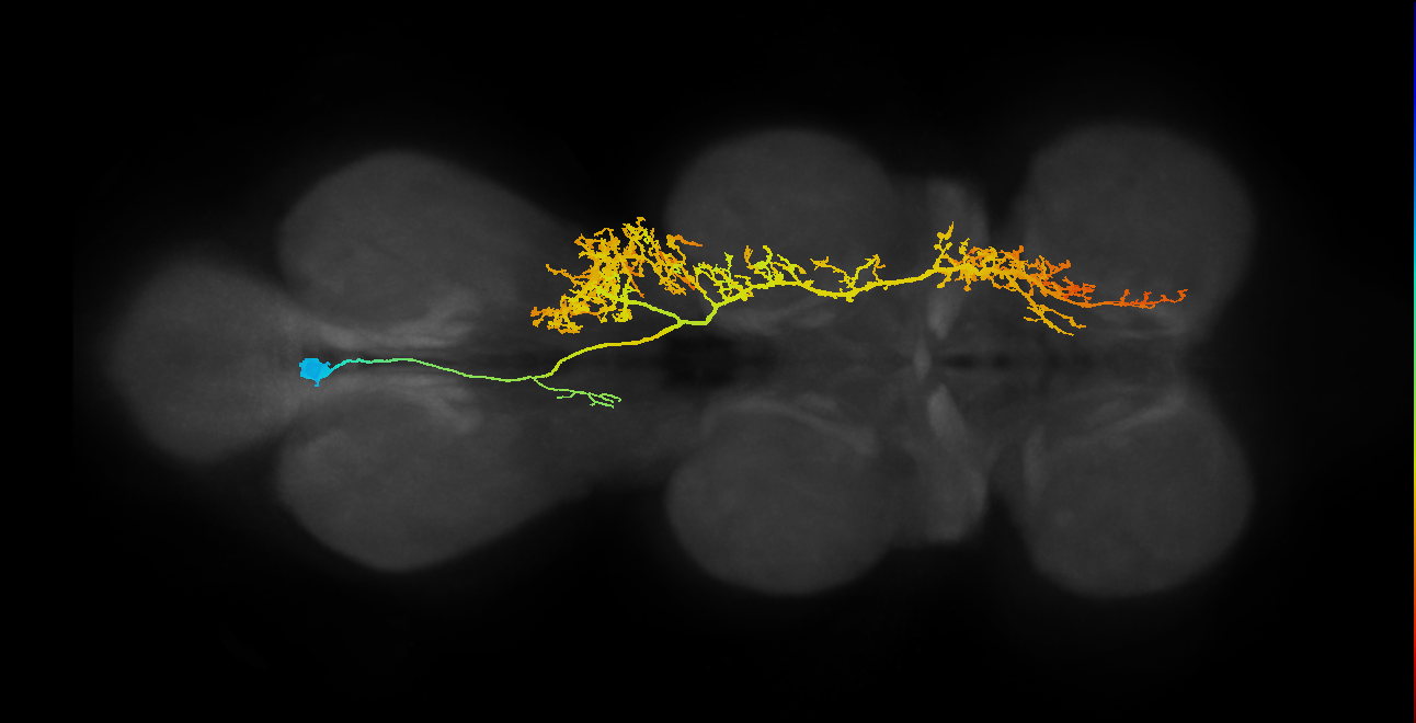 lineage NB5-2 primary interneuron