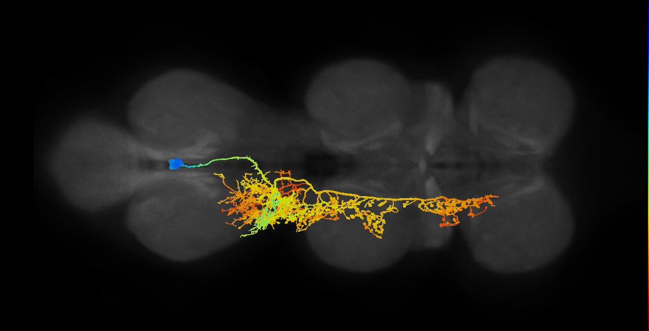 NB5-2 lineage neuron