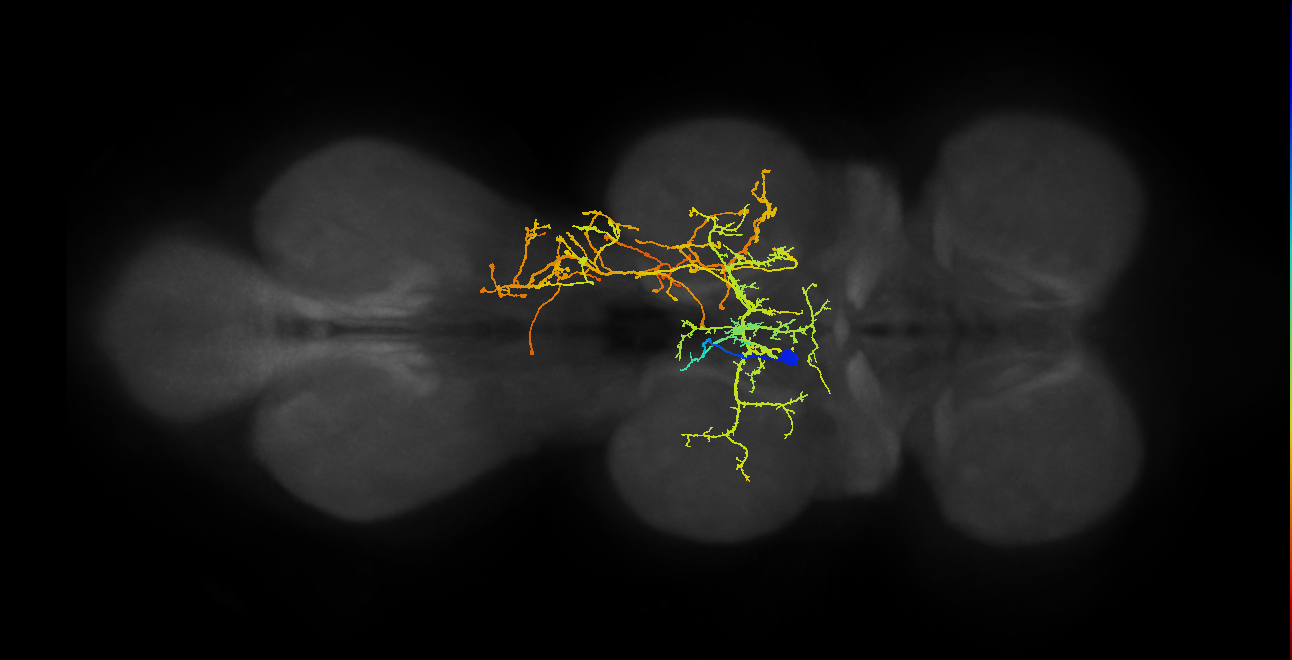 NB5-2 lineage neuron