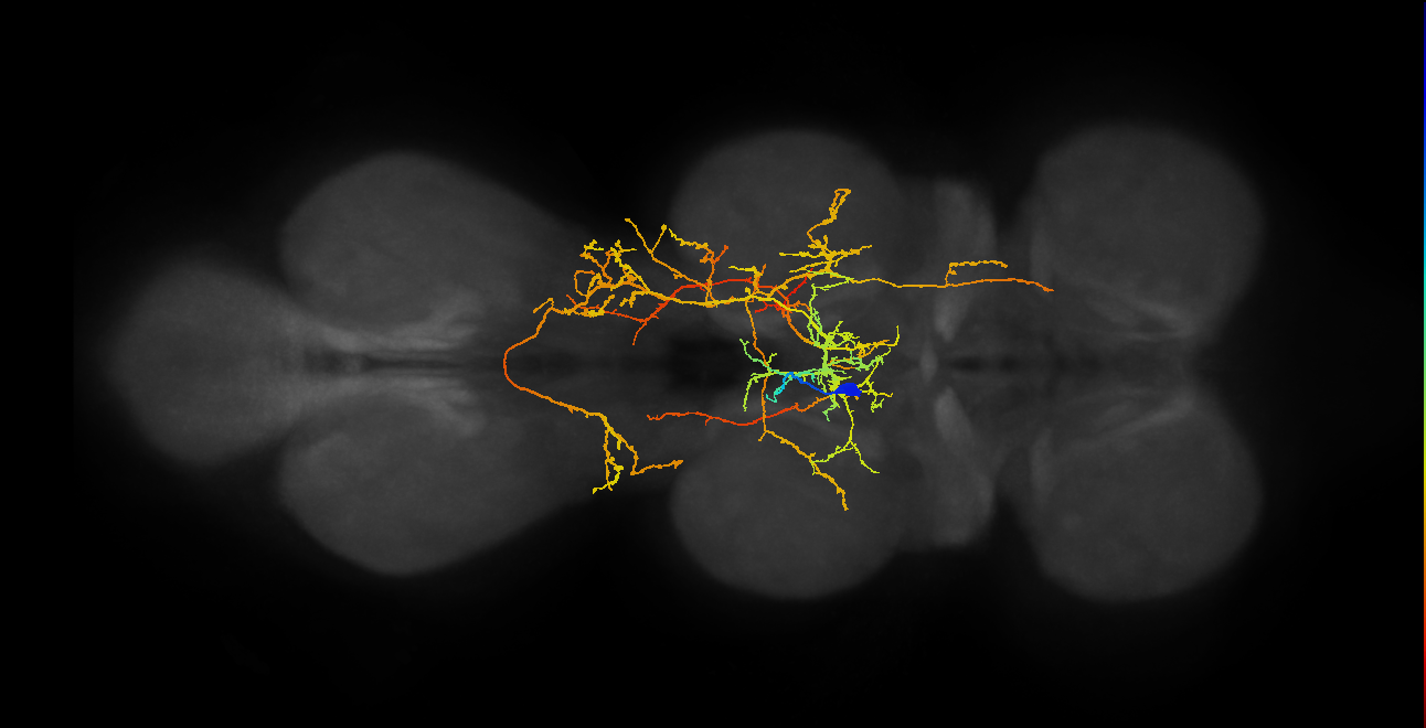 NB5-2 lineage neuron