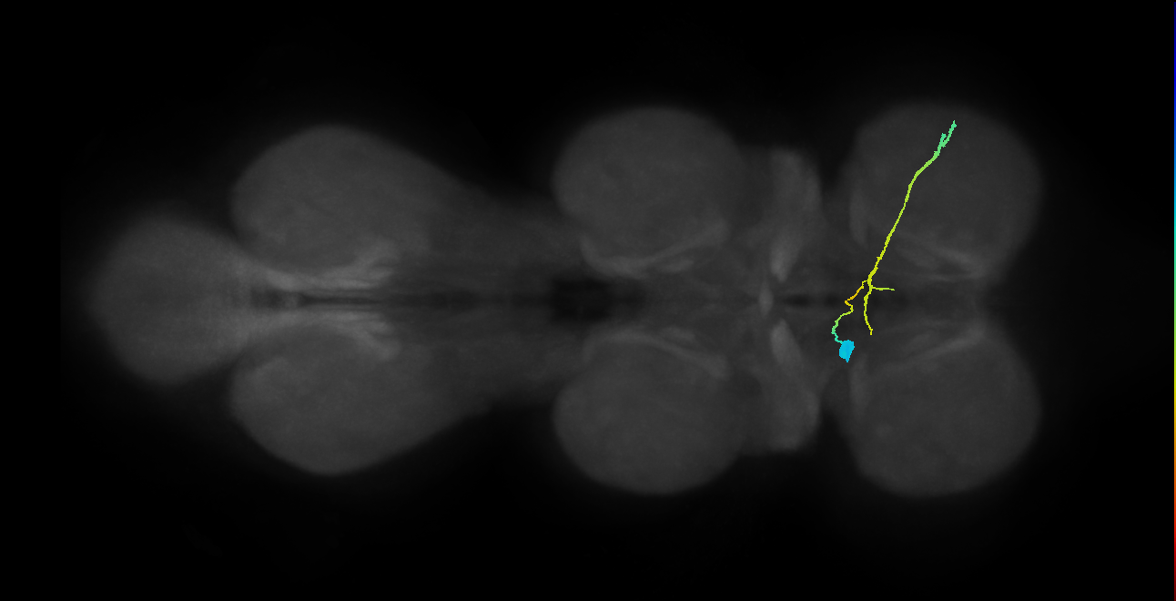 efferent neuron